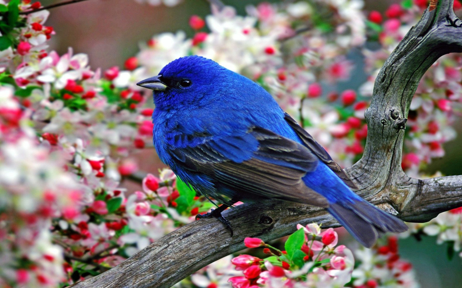 Blue Bird Wallpapers