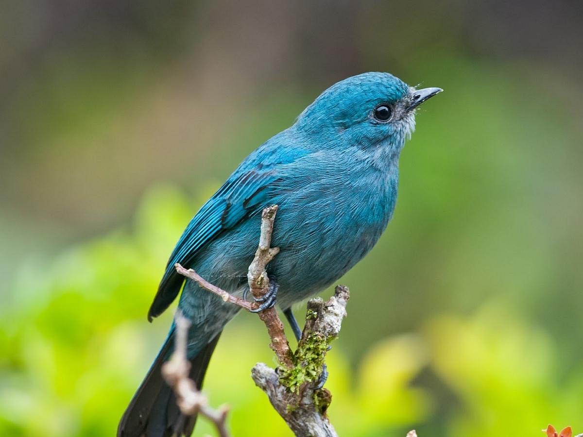 Blue Bird Wallpapers