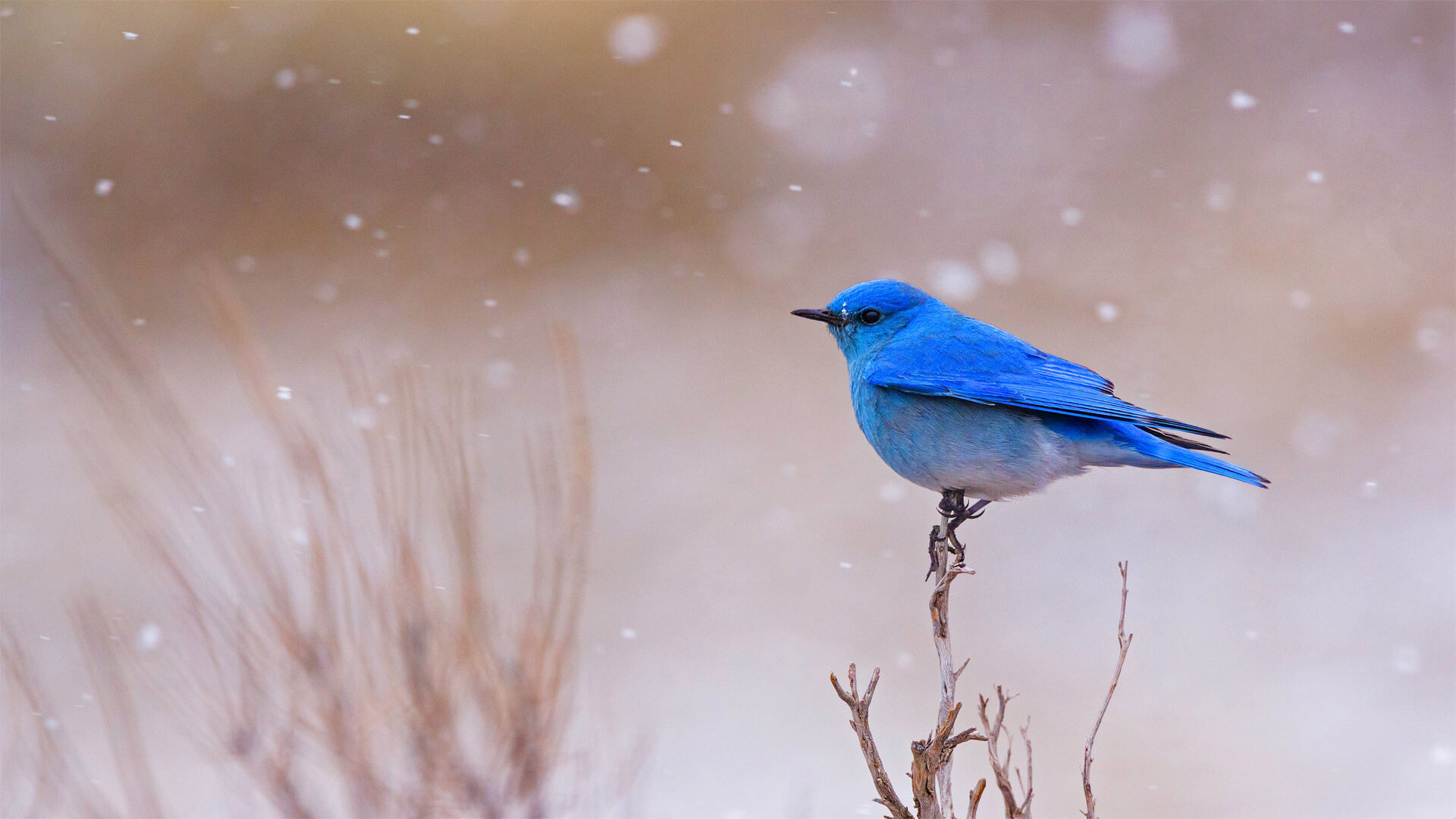 Blue Bird Wallpapers