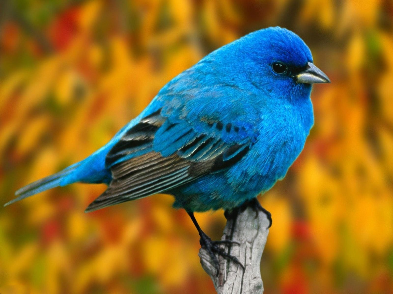 Blue Bird Wallpapers