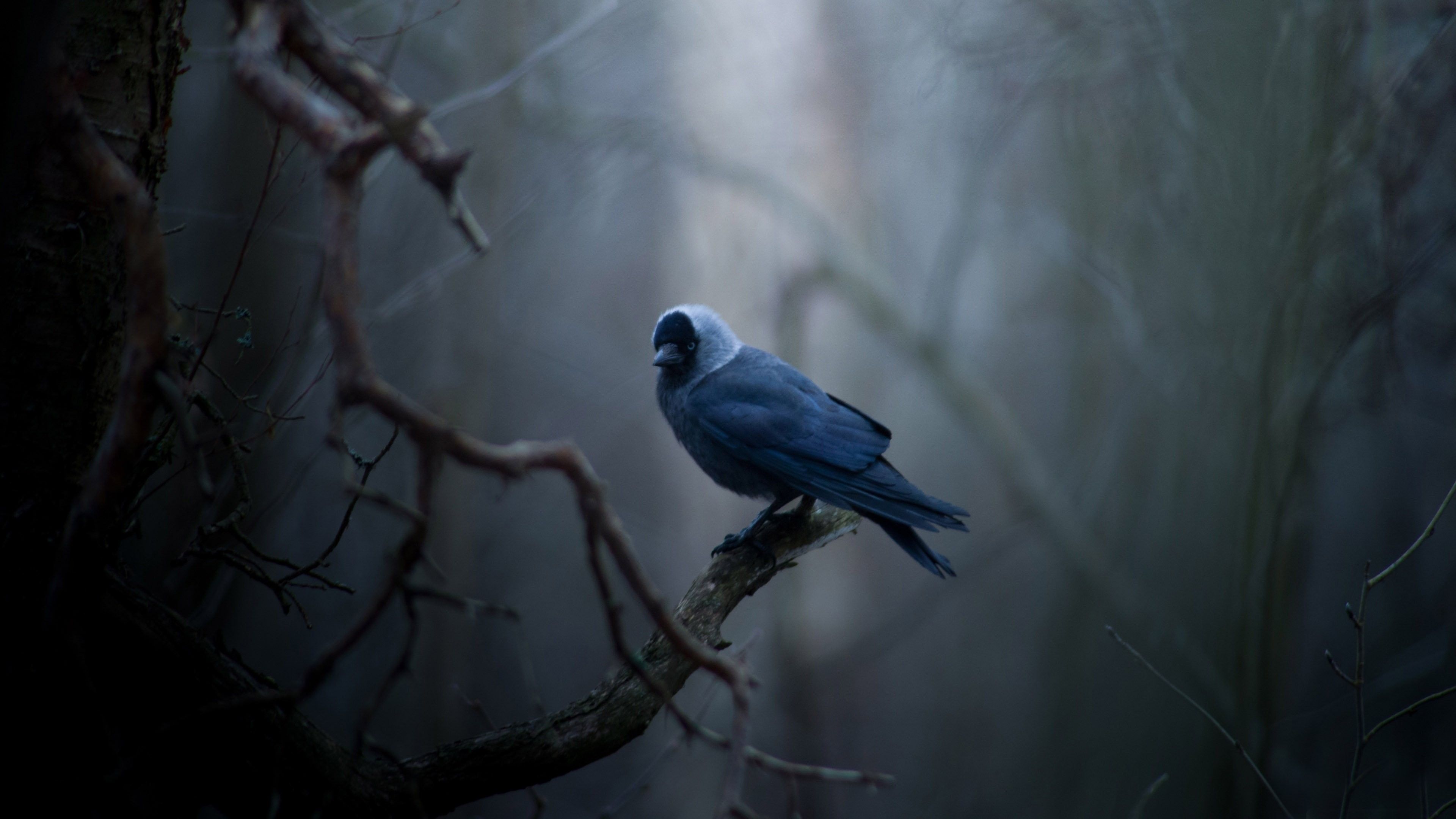 Blue Bird Wallpapers