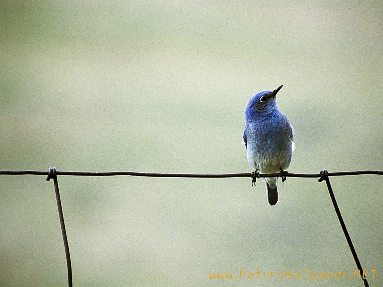 Blue Bird Wallpapers