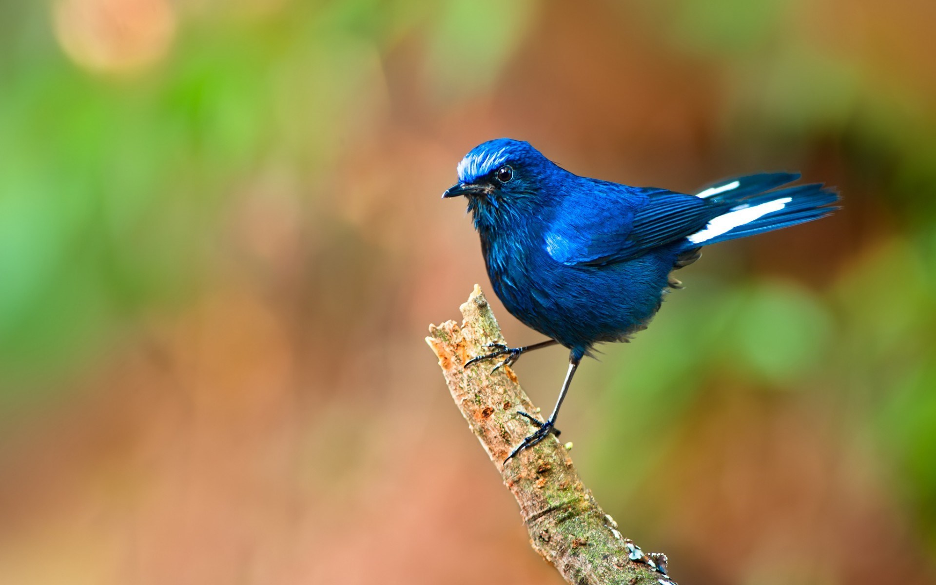 Blue Bird Wallpapers