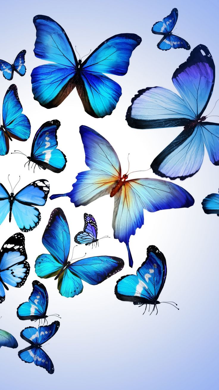 Blue Butterfly Wallpapers