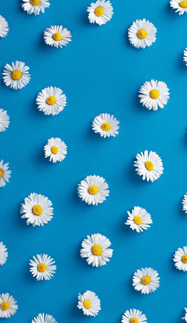 Blue Daisy Wallpapers