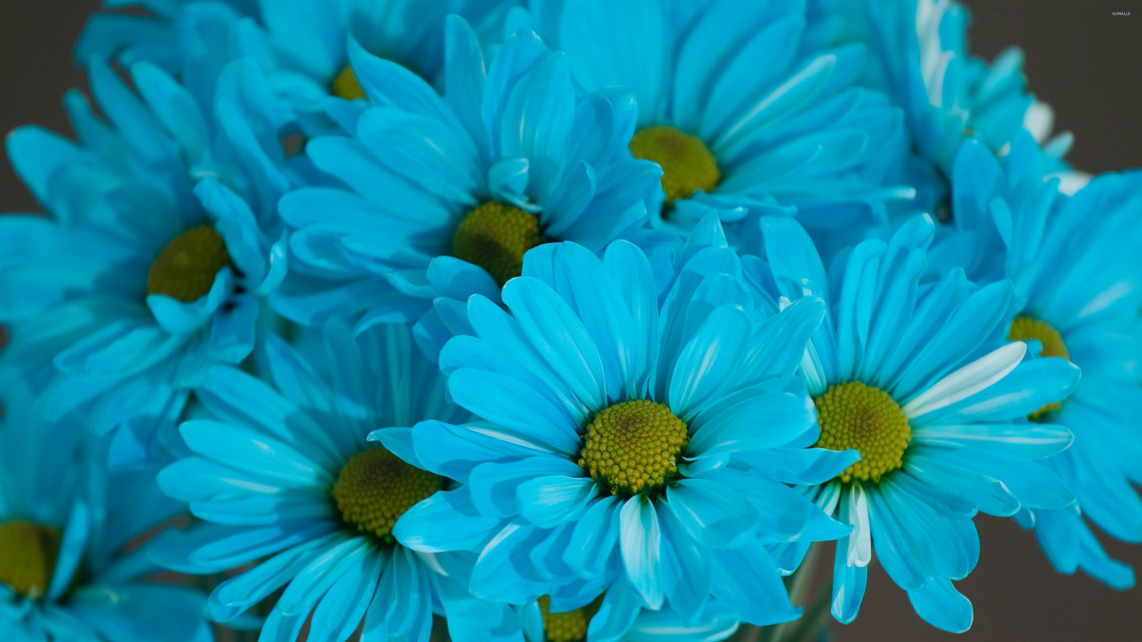 Blue Daisy Wallpapers