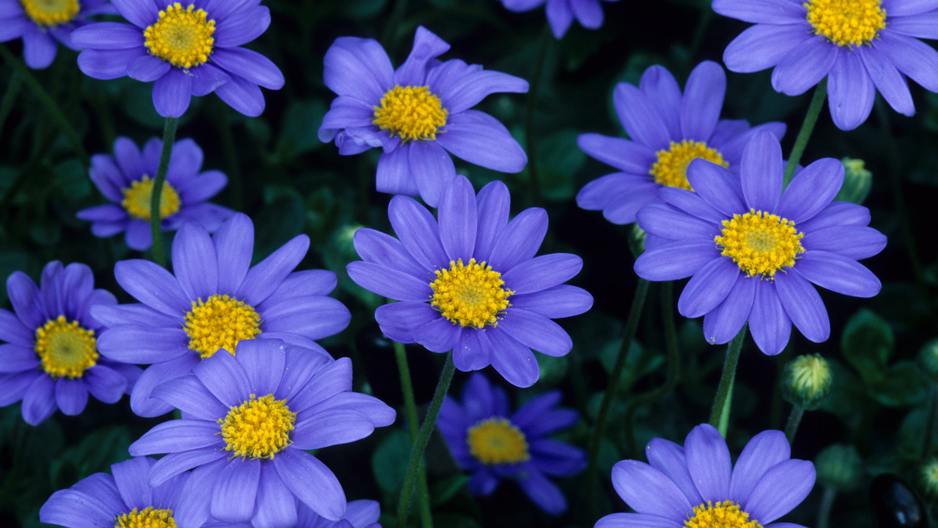 Blue Daisy Wallpapers