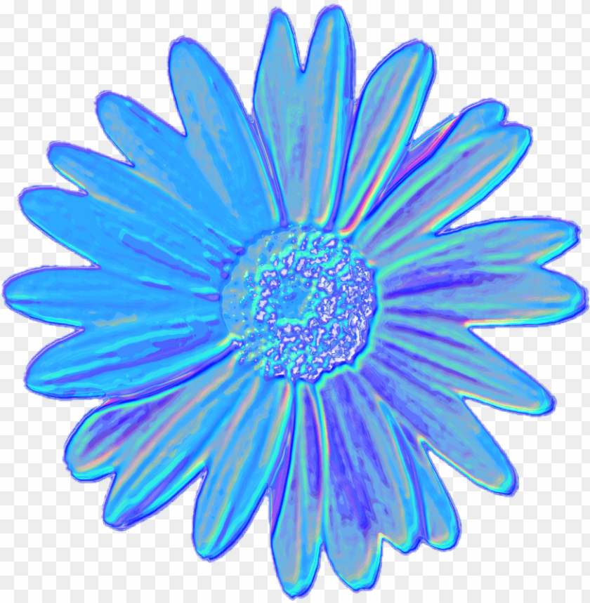 Blue Daisy Wallpapers