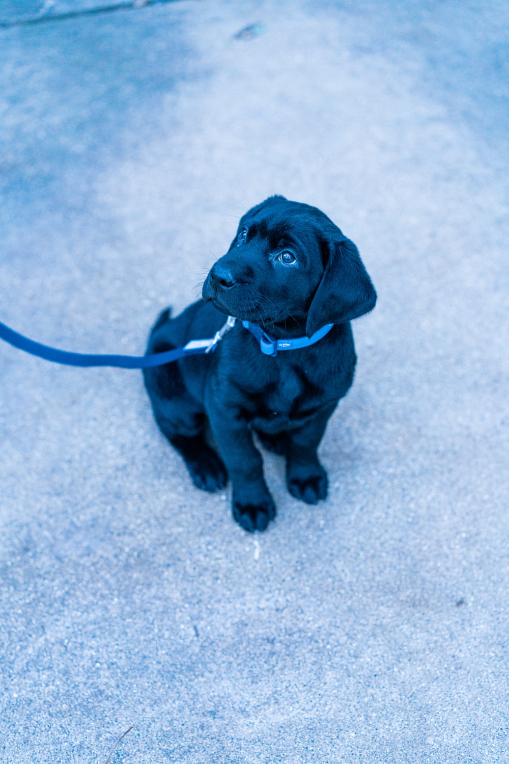 Blue Dog Wallpapers