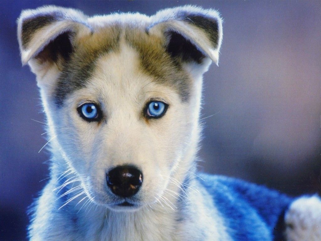 Blue Dog Wallpapers