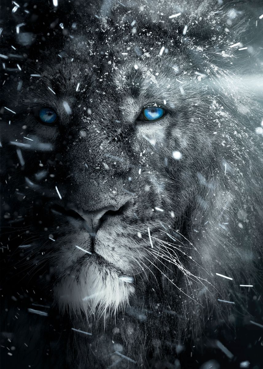 Blue Eye Lion Wallpapers