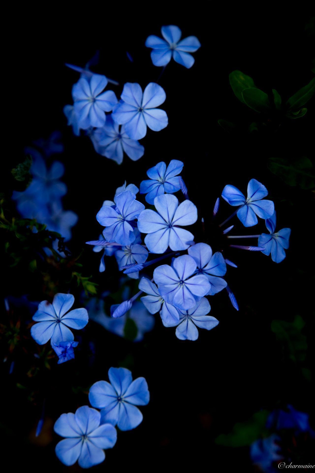 Blue Floral Iphone Wallpapers