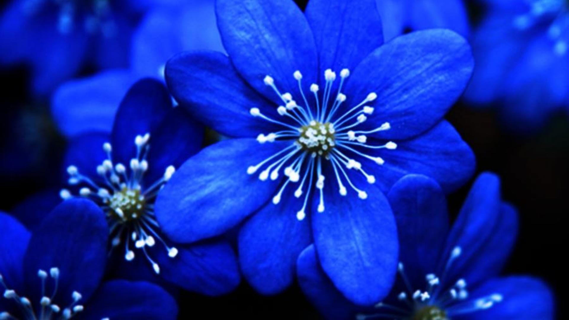 Blue Flower Wallpapers