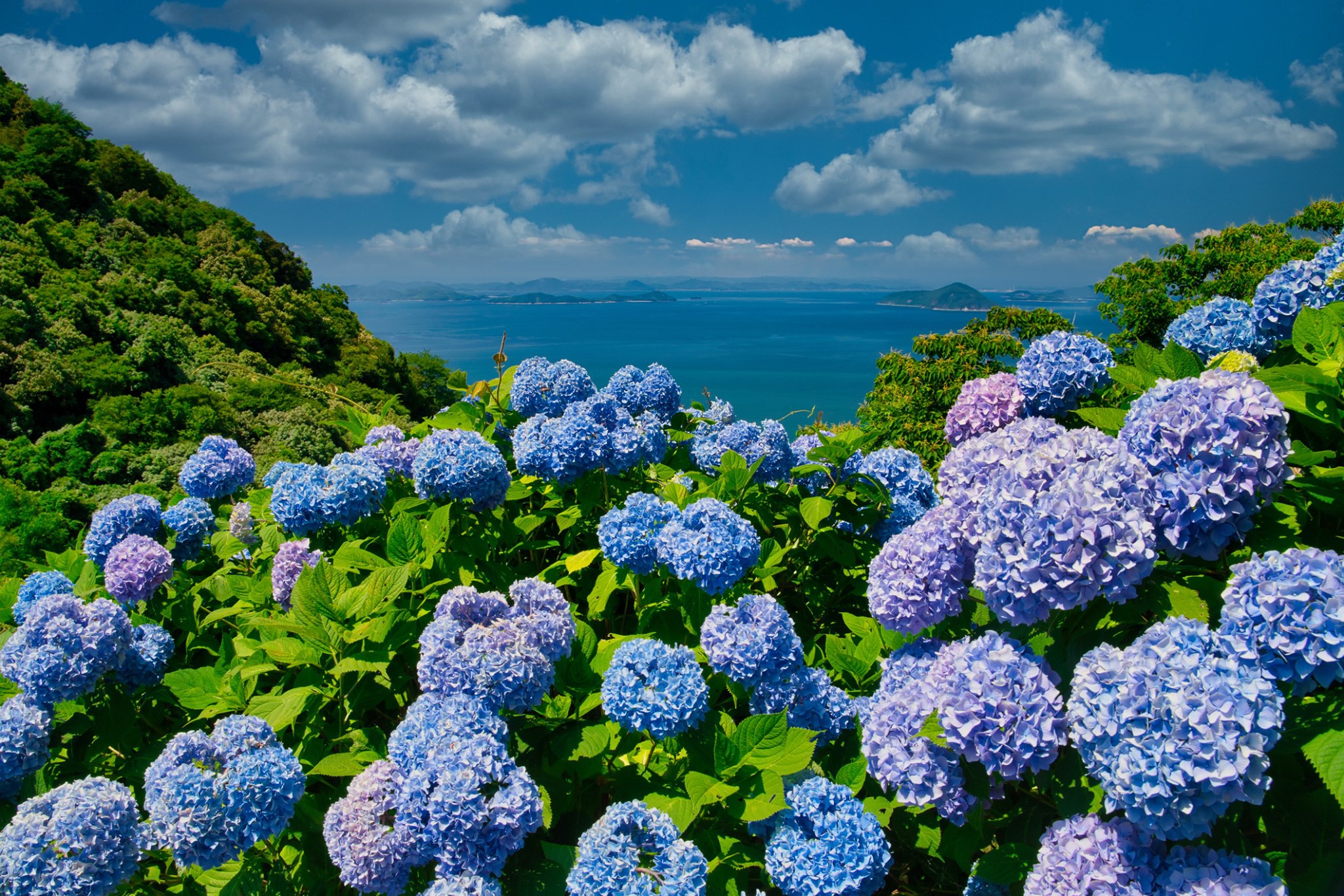 Blue Flower Wallpapers