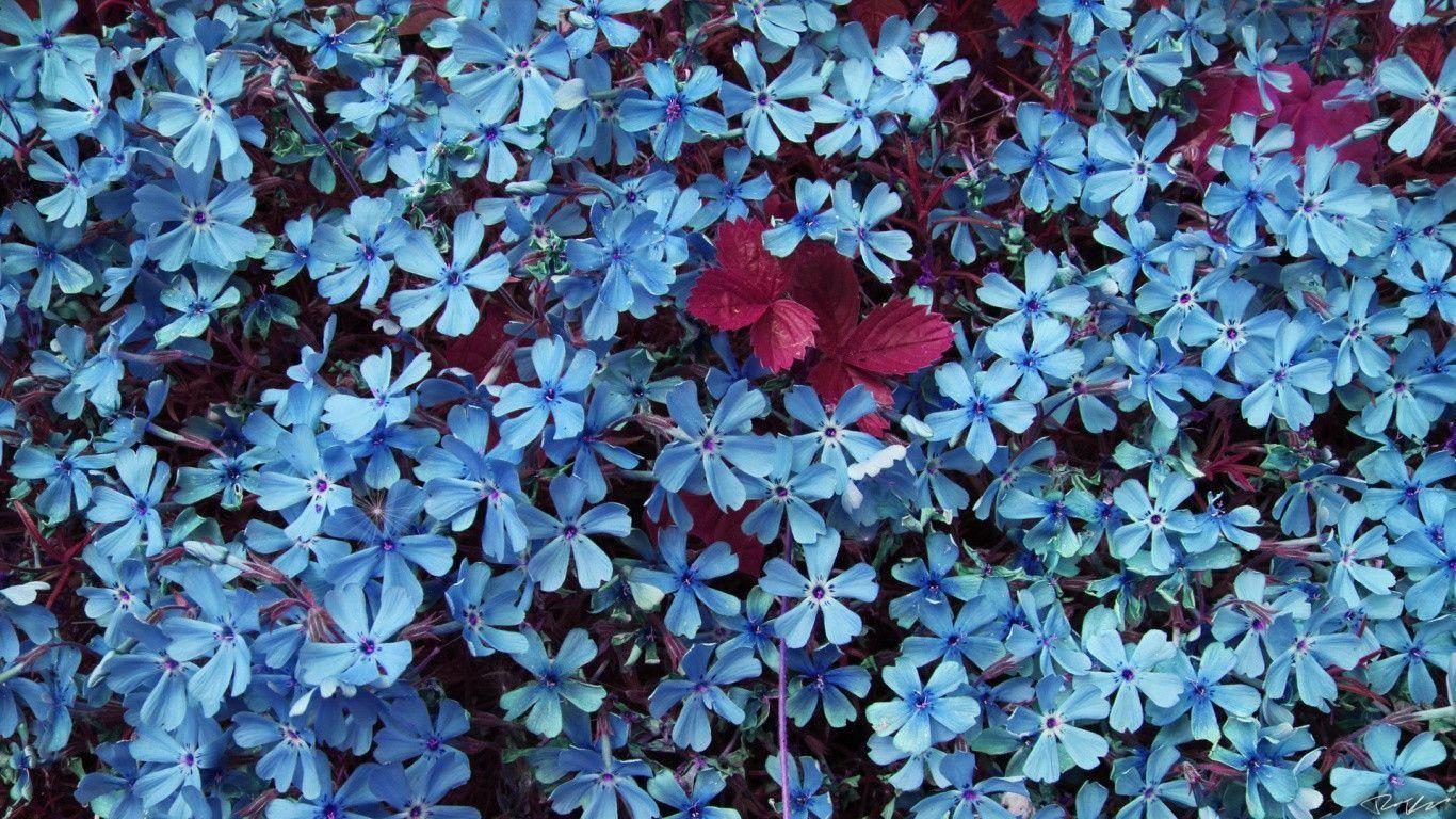 Blue Flower Wallpapers