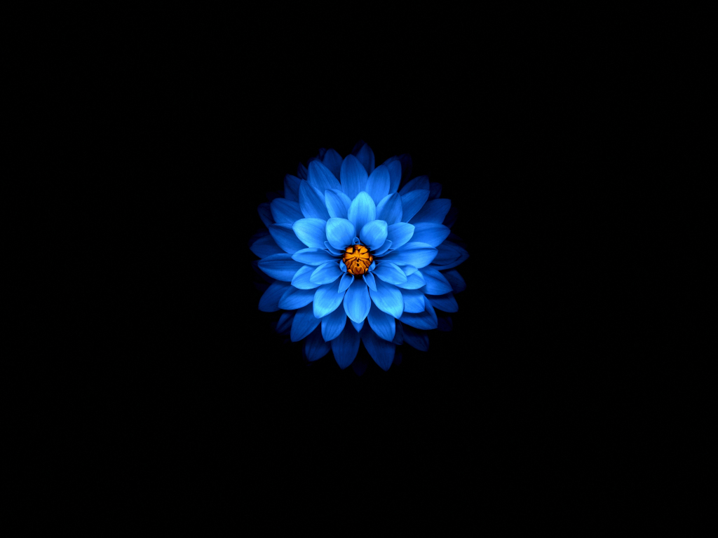 Blue Flower Wallpapers