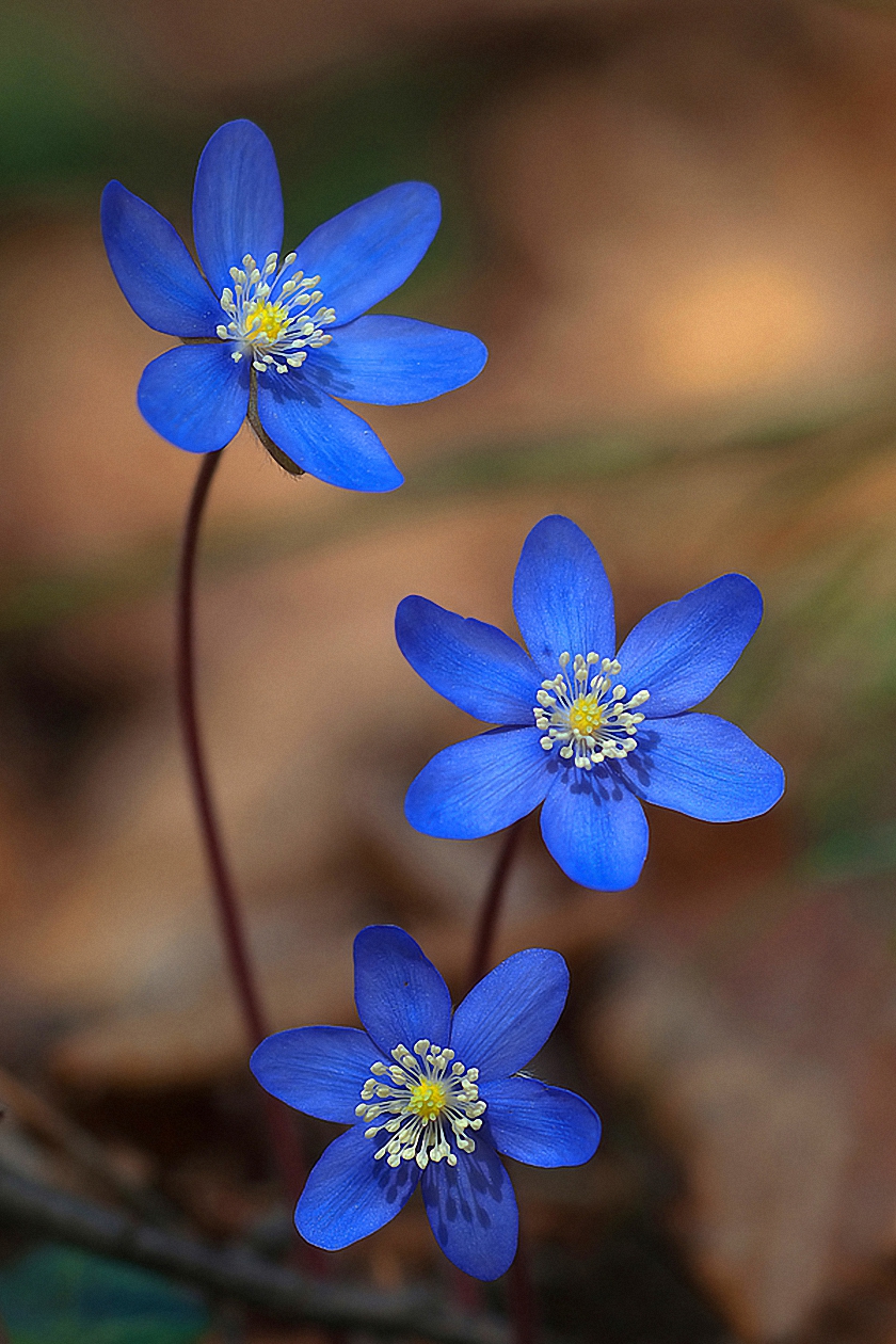 Blue Flower Wallpapers