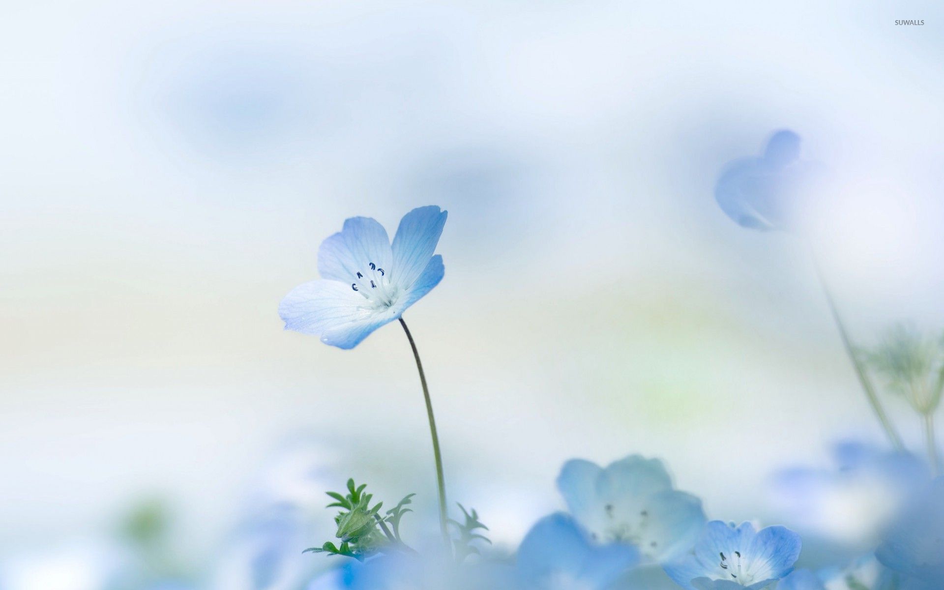 Blue Flowers Aesthetic Wallpapers