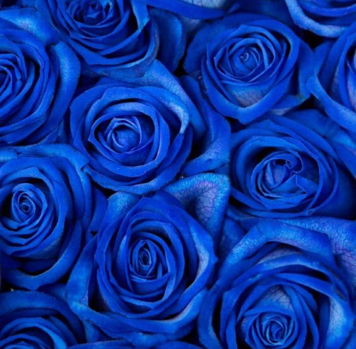 Blue Flowers Aesthetic Wallpapers