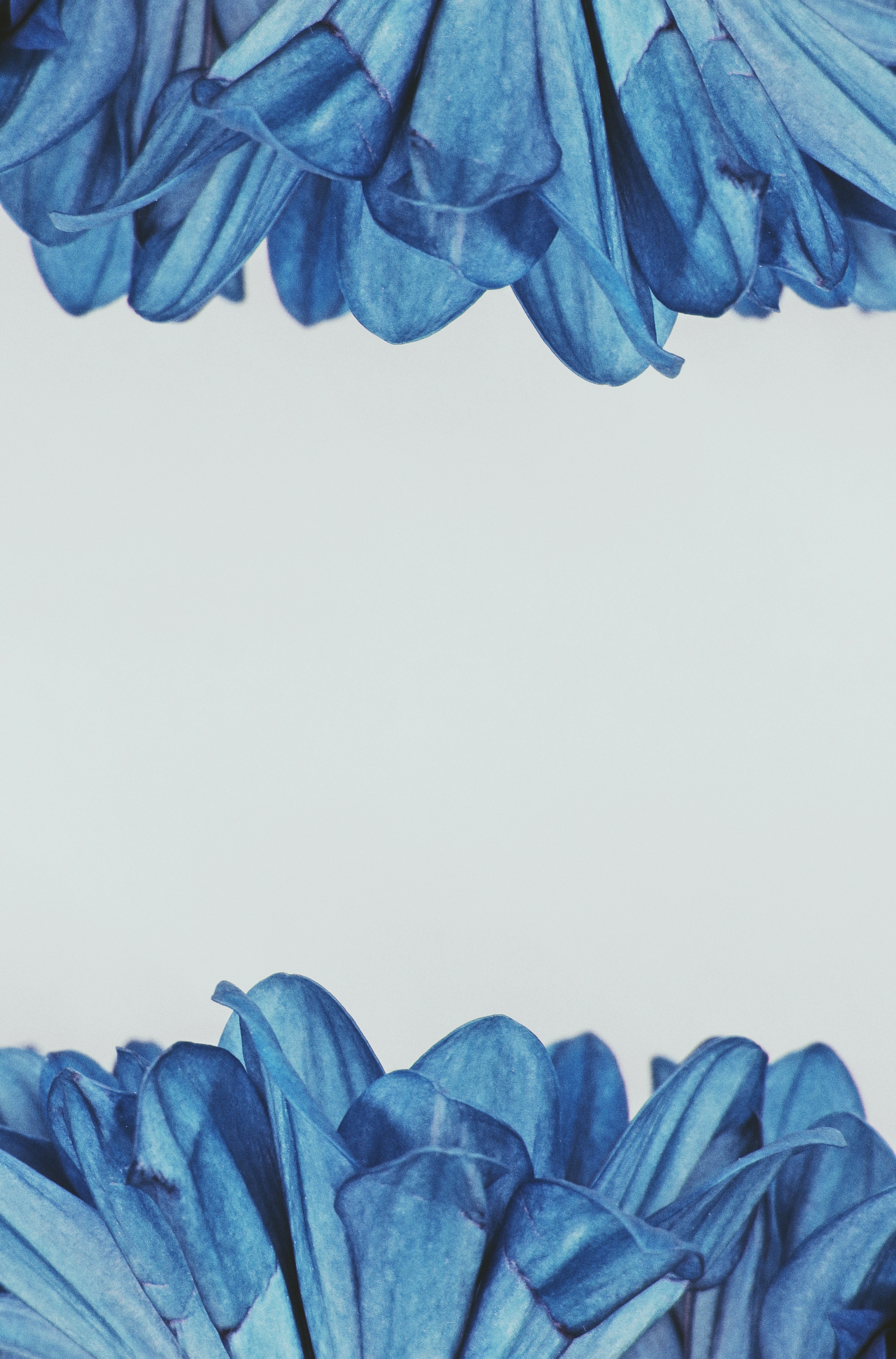 Blue Flowers Aesthetic Wallpapers