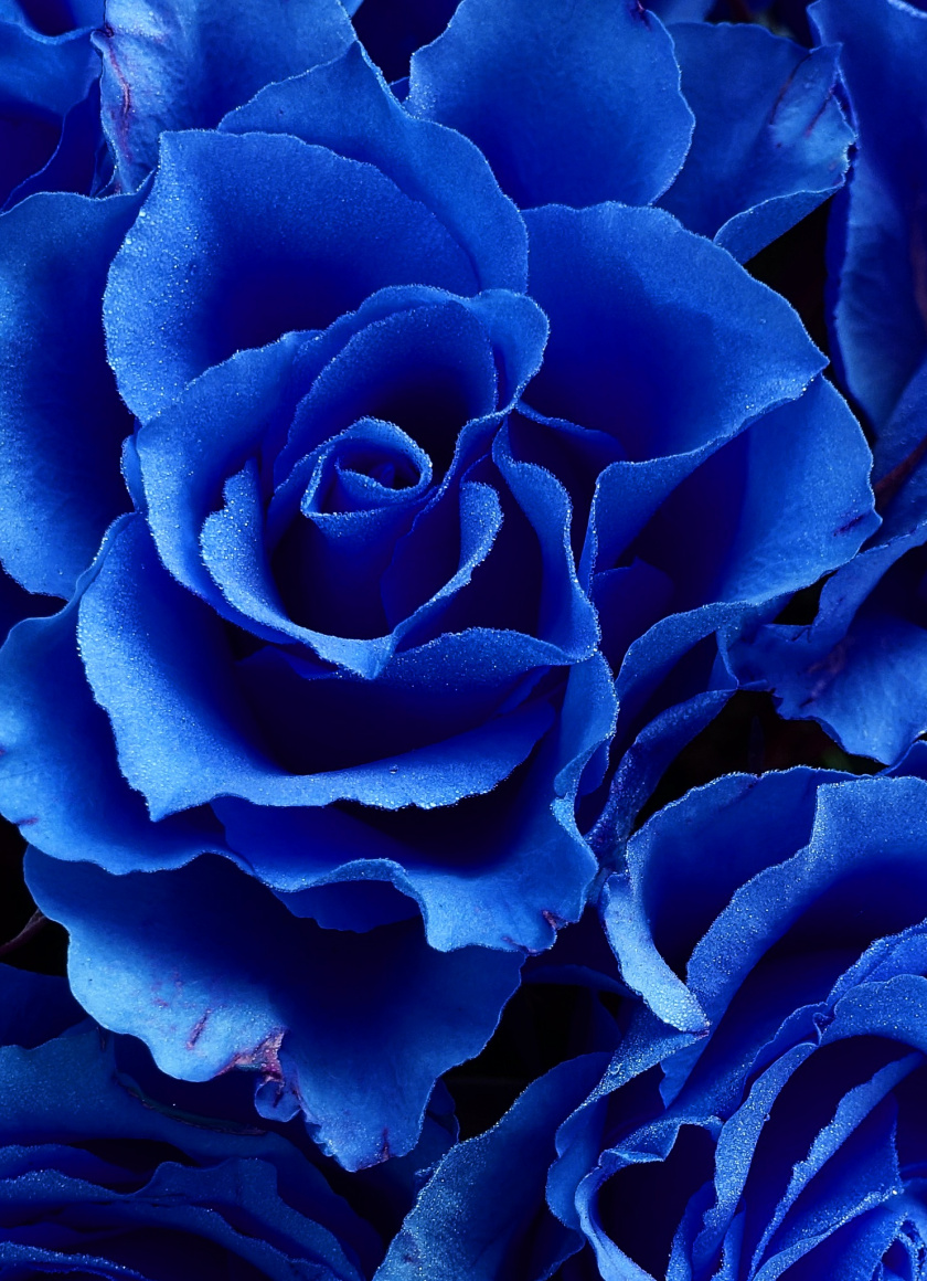 Blue Flowers Aesthetic Wallpapers