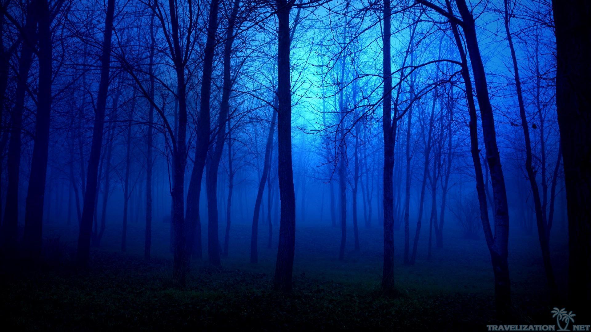 Blue Forest Wallpapers