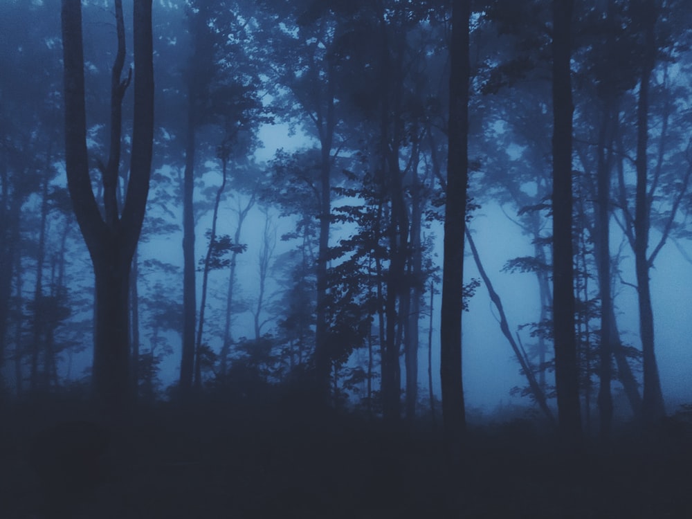 Blue Forest Wallpapers