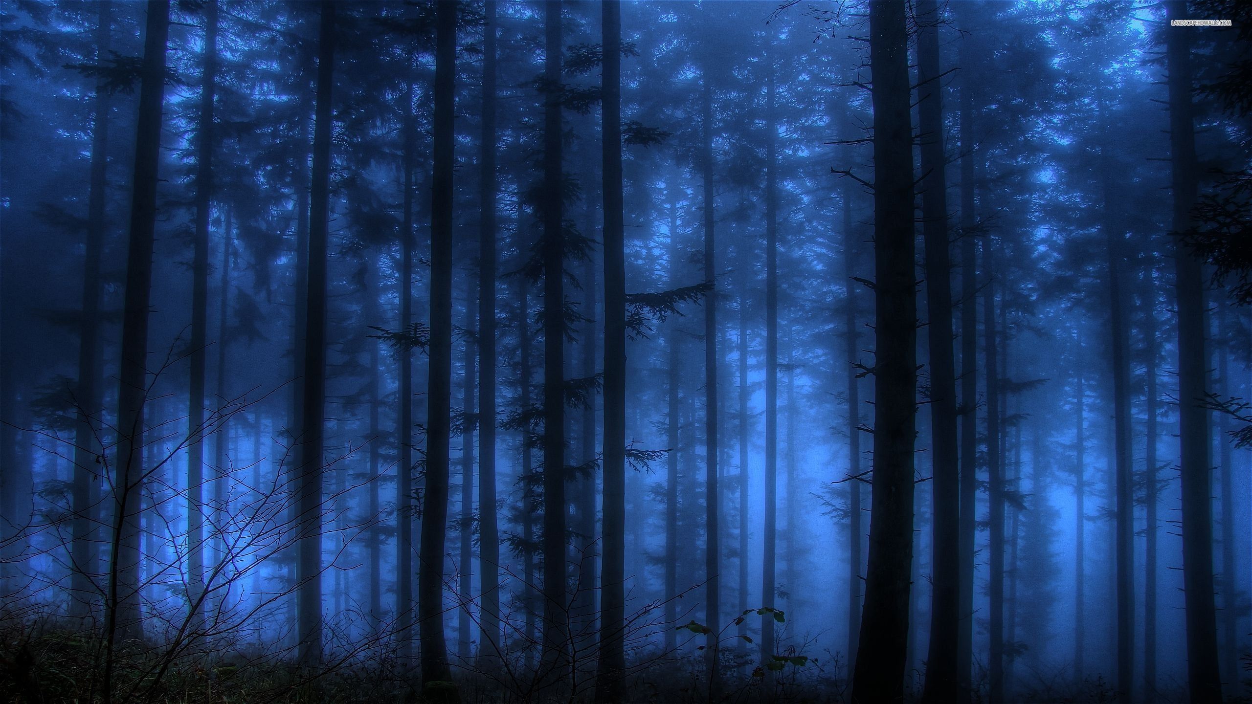 Blue Forest Wallpapers