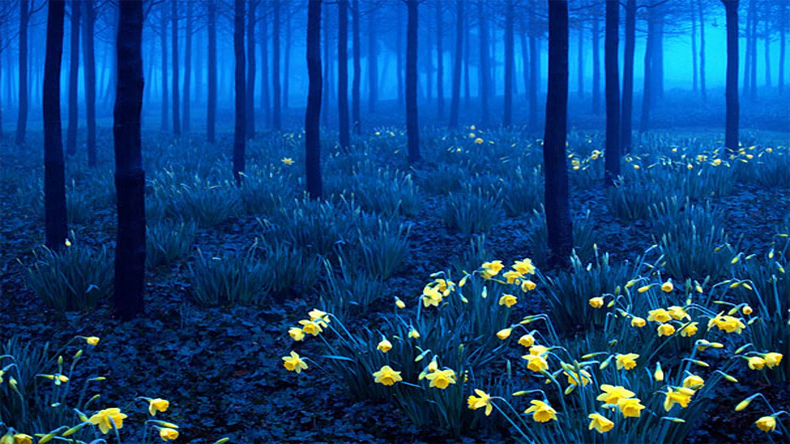 Blue Forest Wallpapers