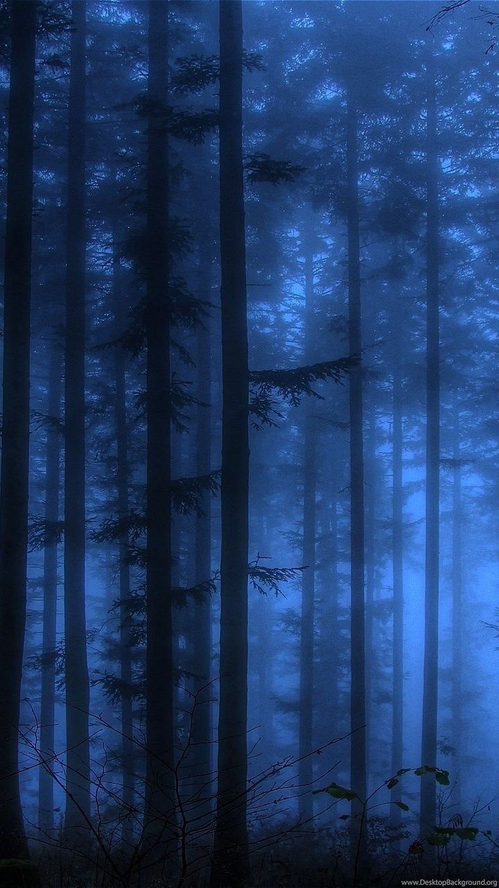 Blue Forest Wallpapers