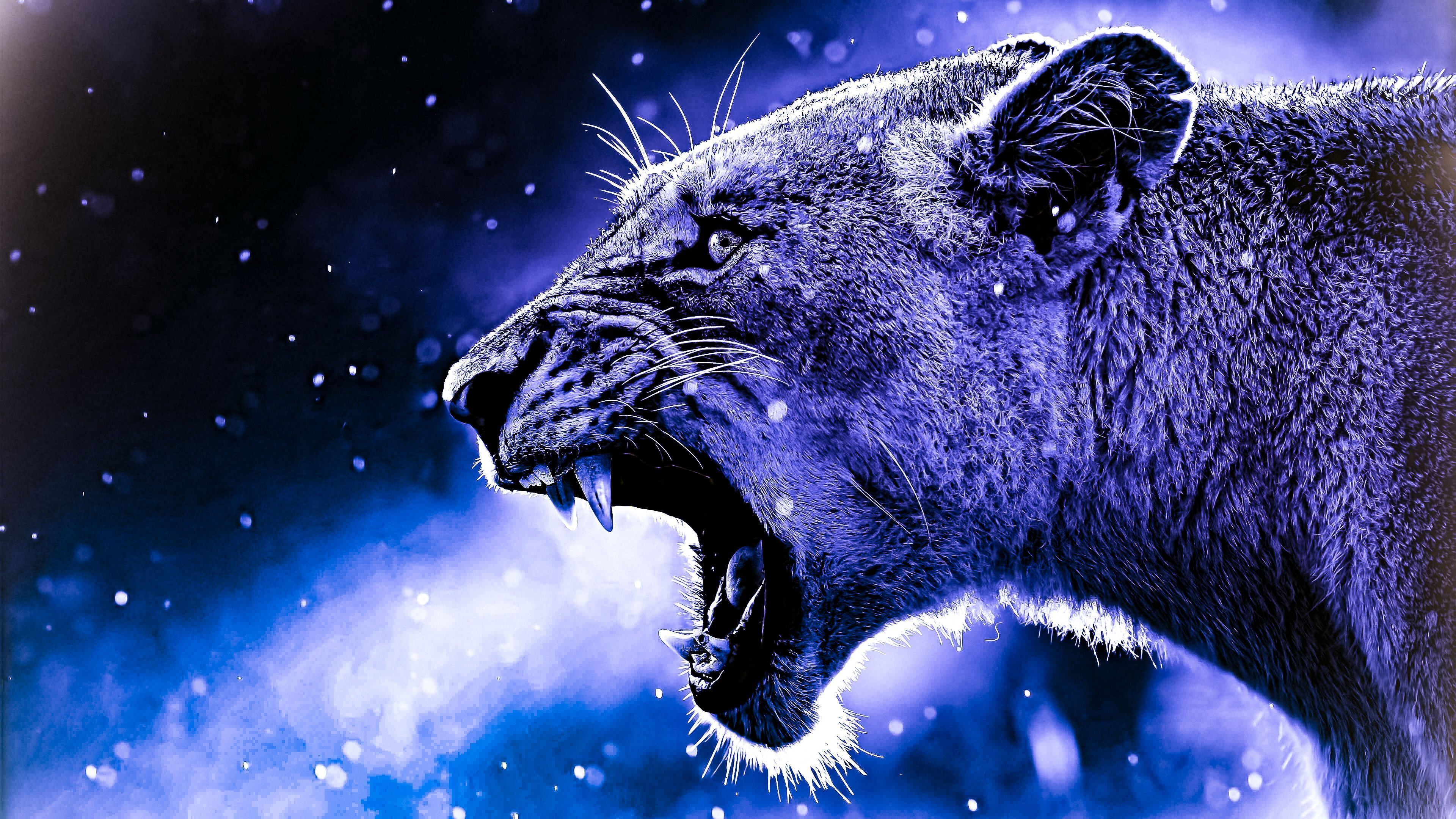 Blue Lion Wallpapers