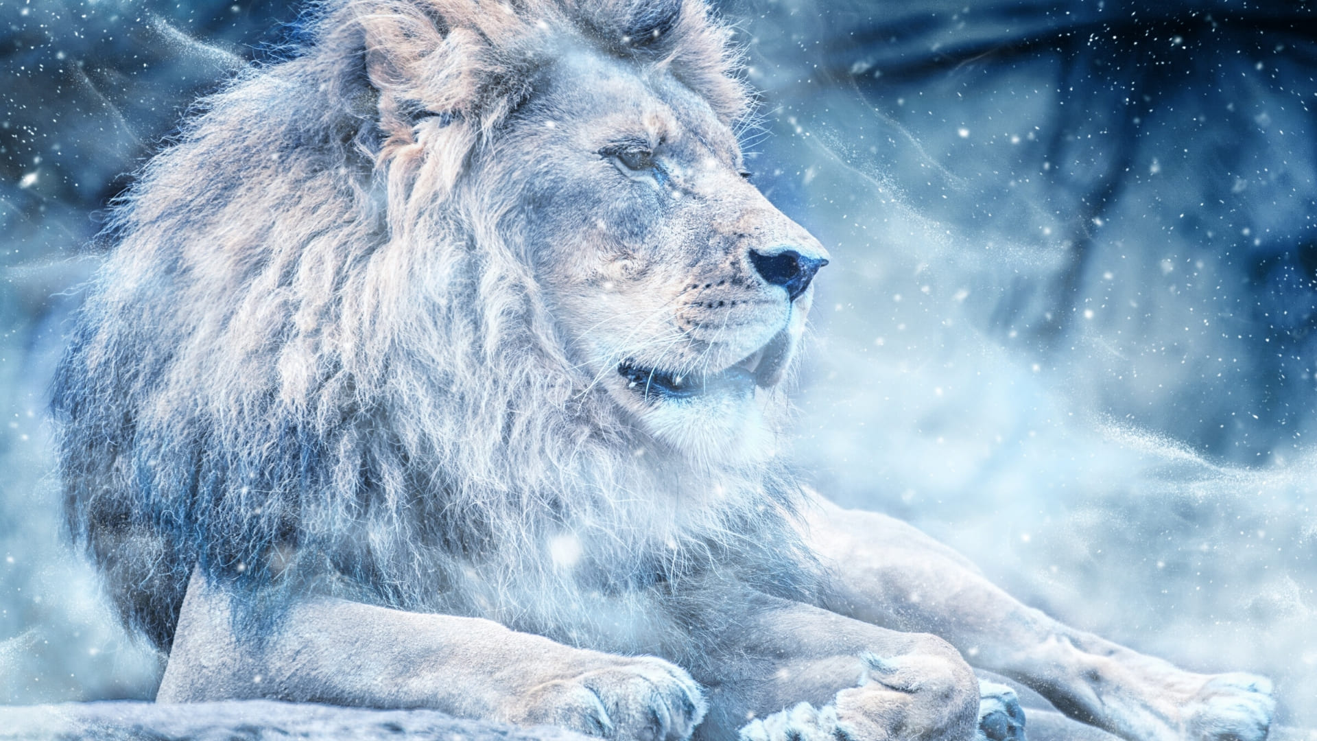 Blue Lion Wallpapers