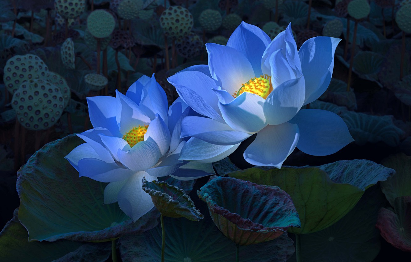 Blue Lotus Flower Painting Wallpapers