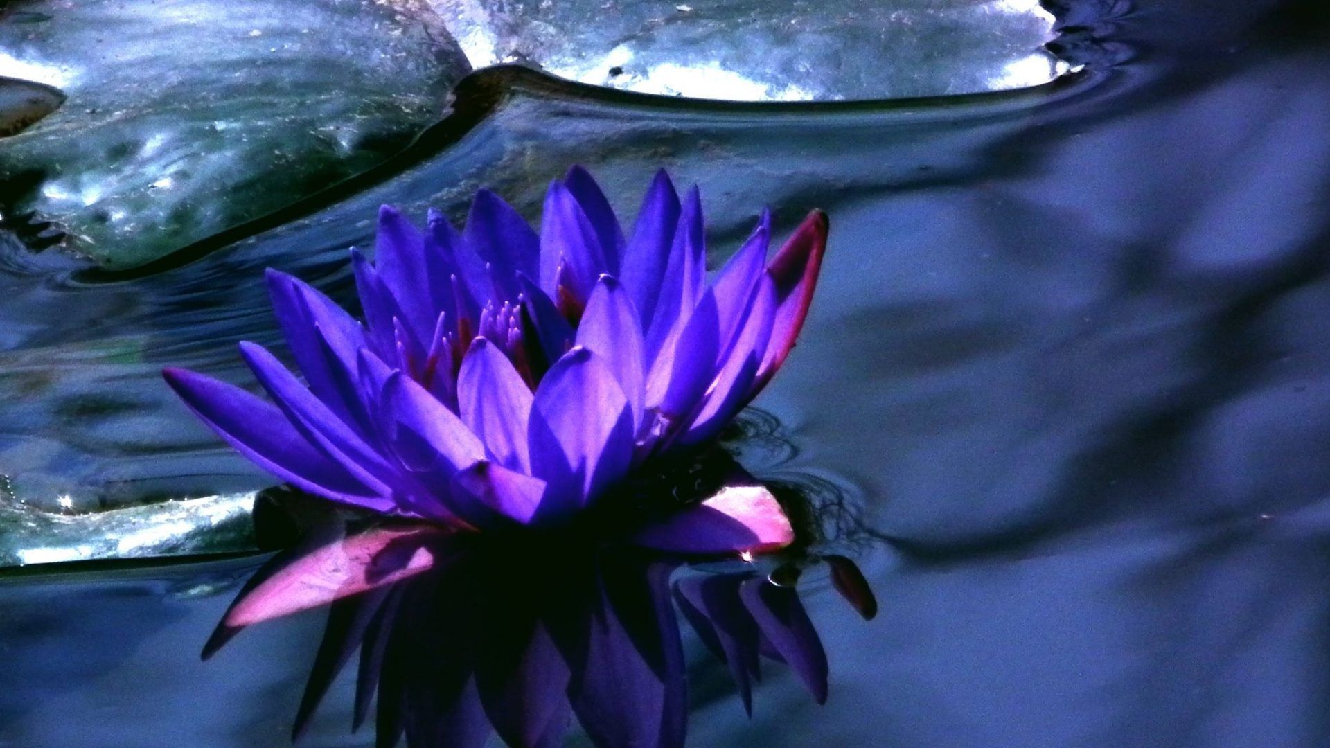 Blue Lotus Flower Painting Wallpapers