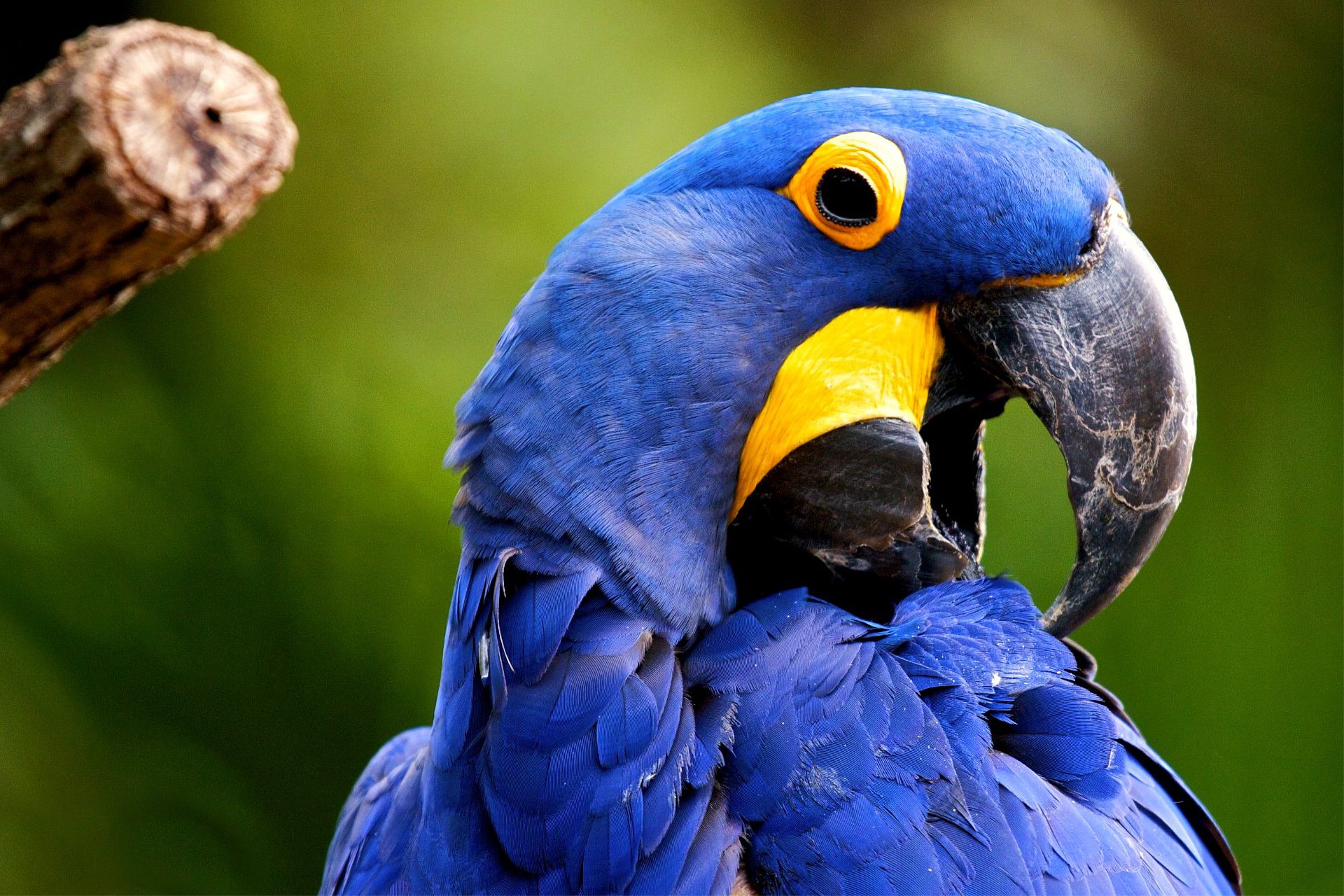 Blue Macaw Picture Wallpapers