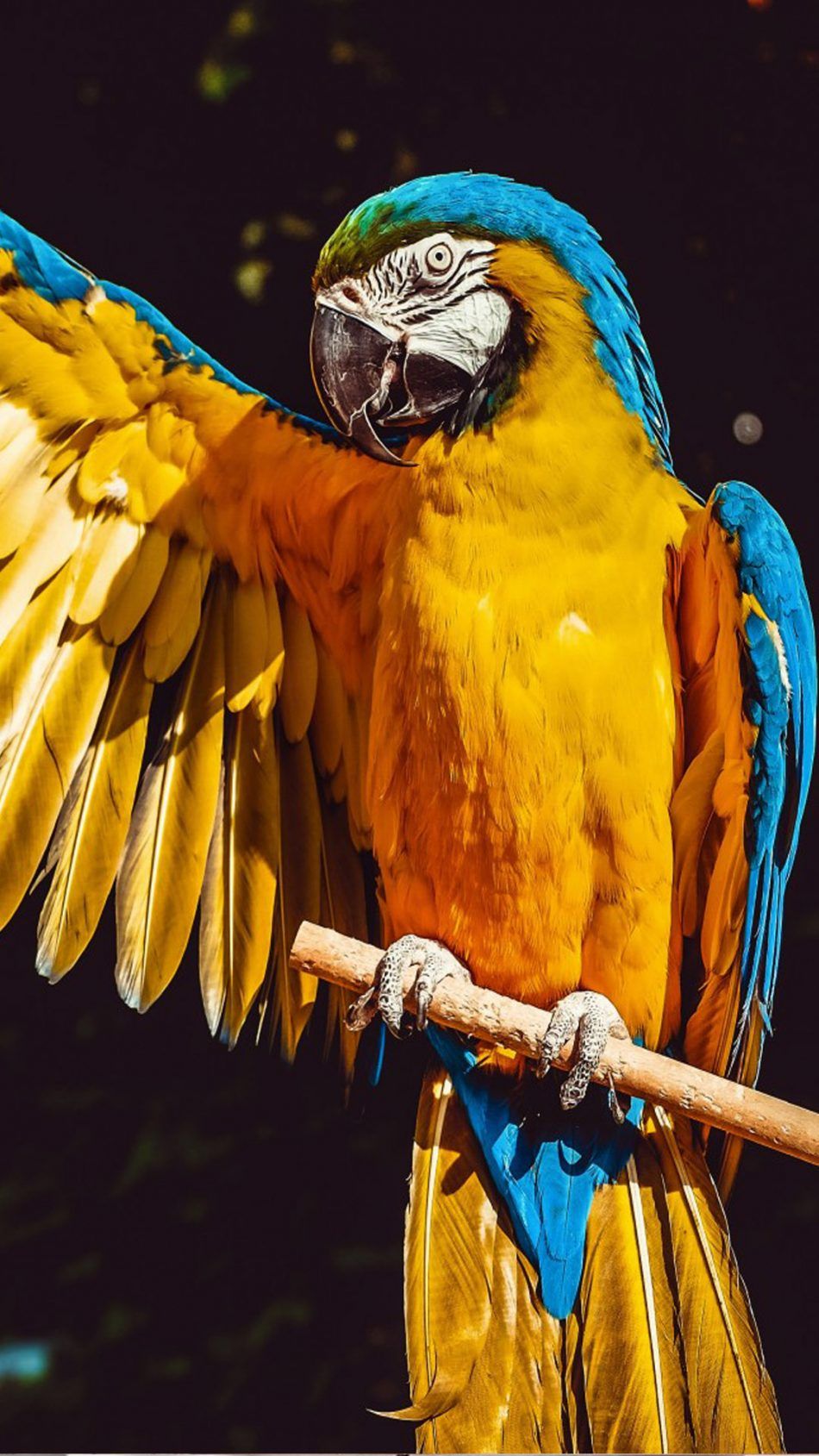 Blue Macaw Picture Wallpapers