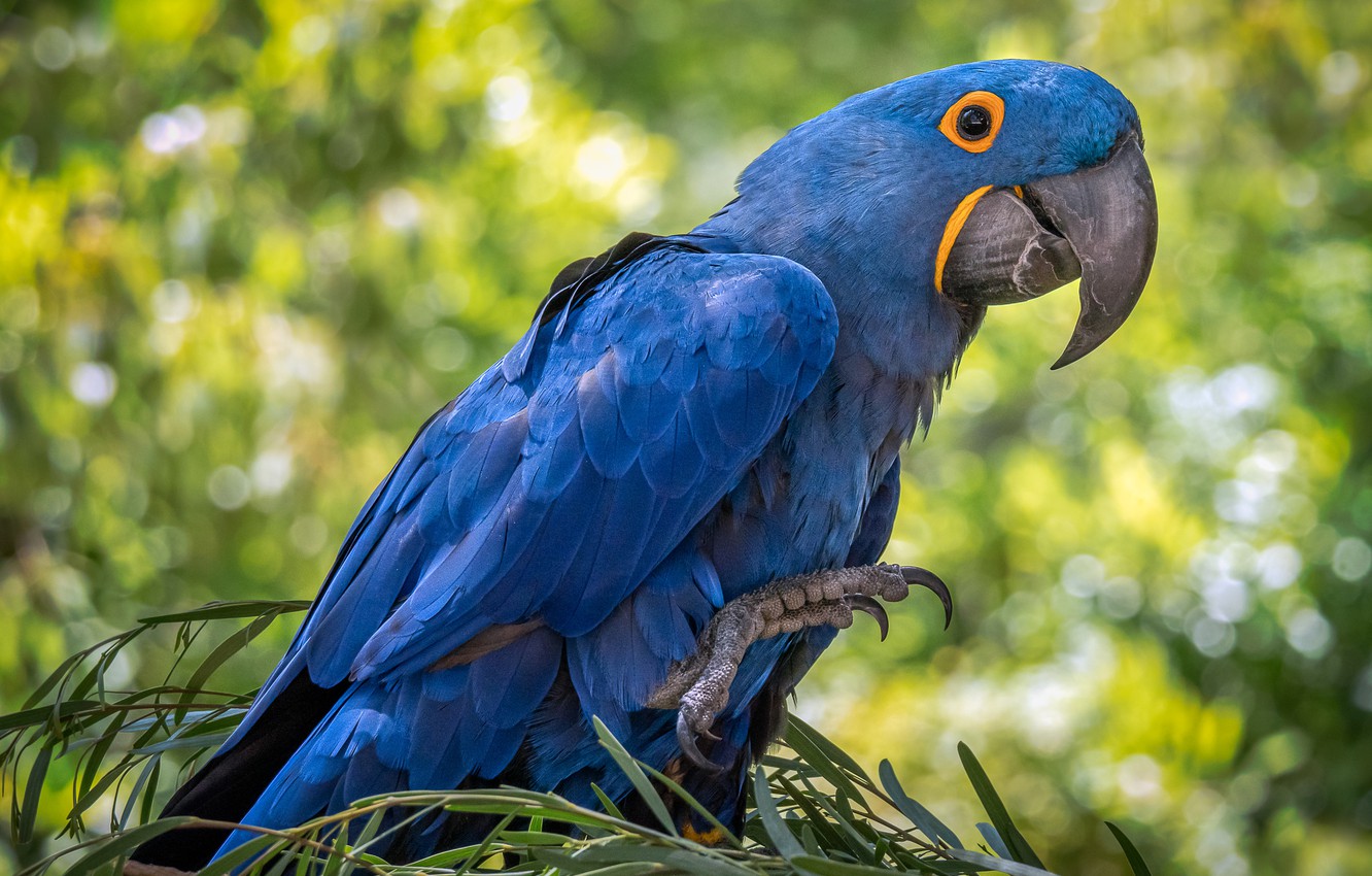 Blue Macaw Picture Wallpapers