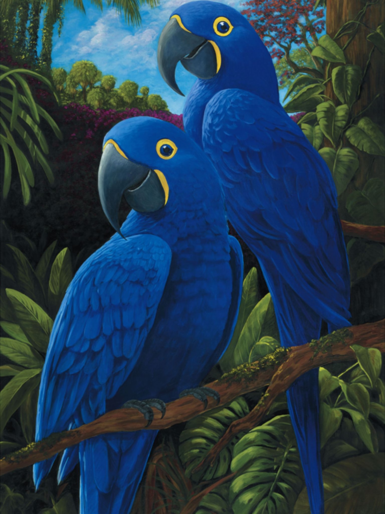 Blue Macaw Picture Wallpapers