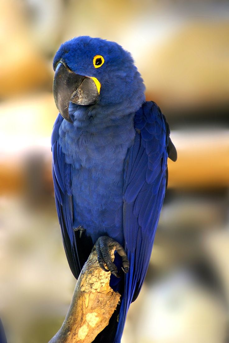 Blue Macaw Picture Wallpapers