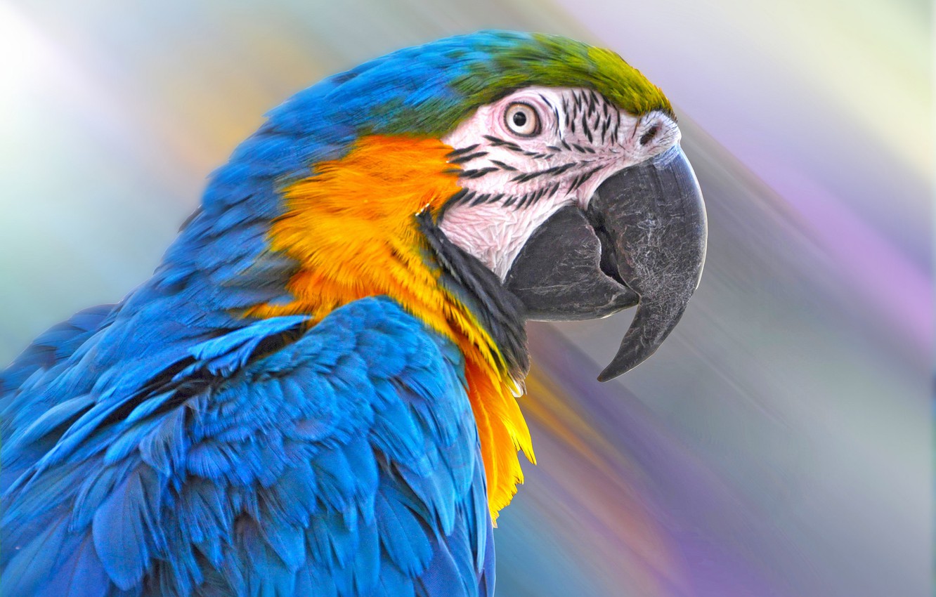 Blue Macaw Picture Wallpapers