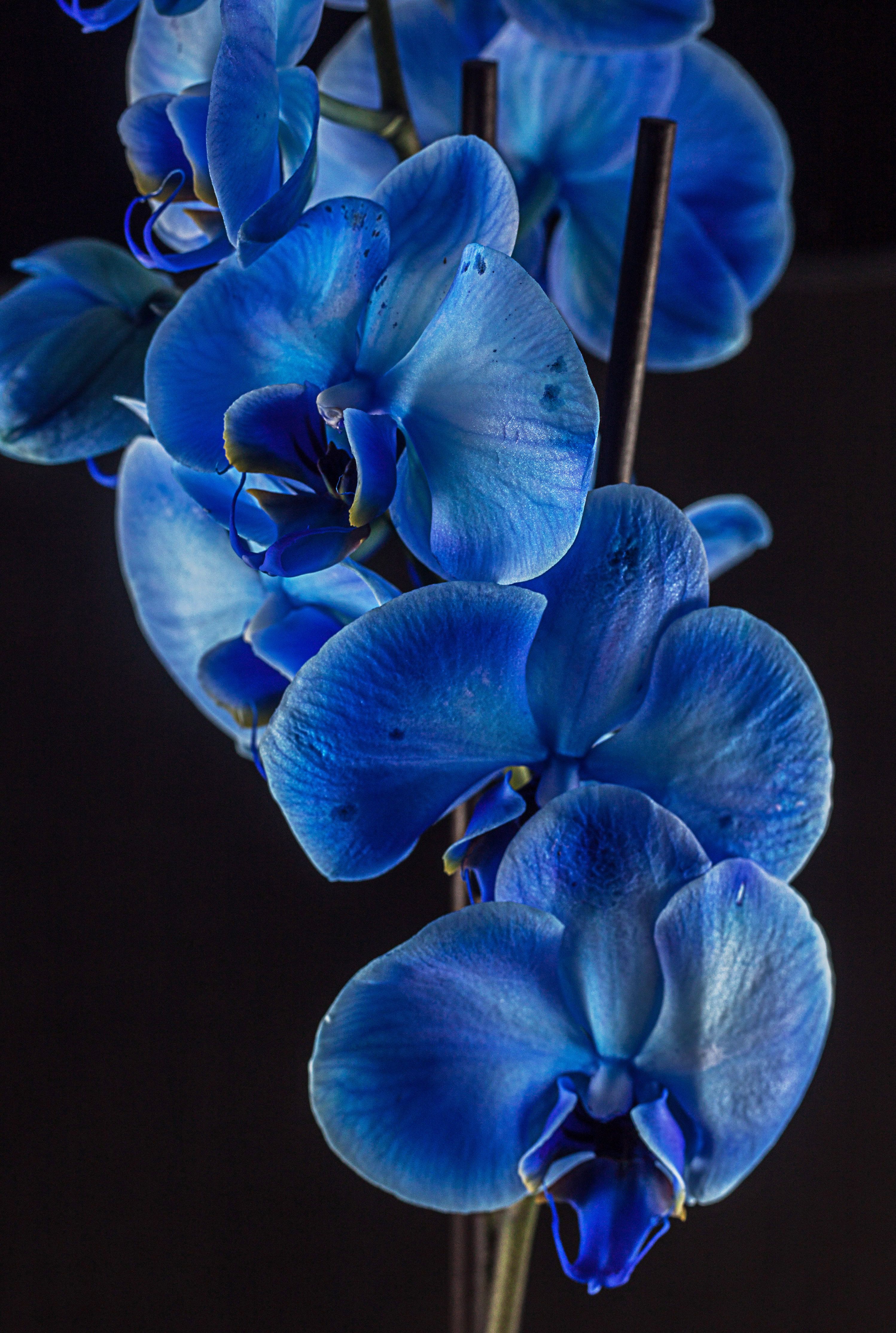 Blue Orchid Wallpapers