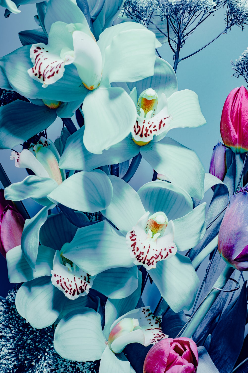 Blue Orchid Wallpapers