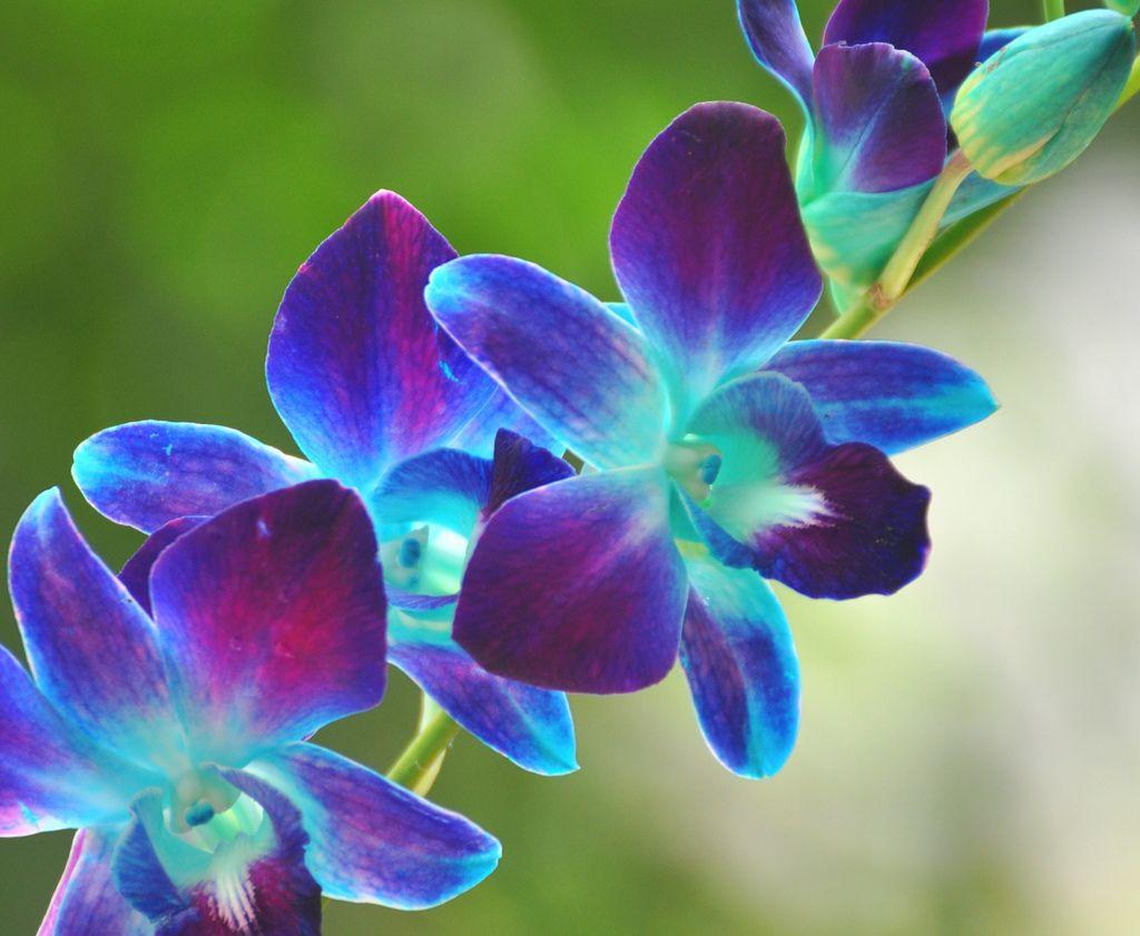 Blue Orchid Wallpapers