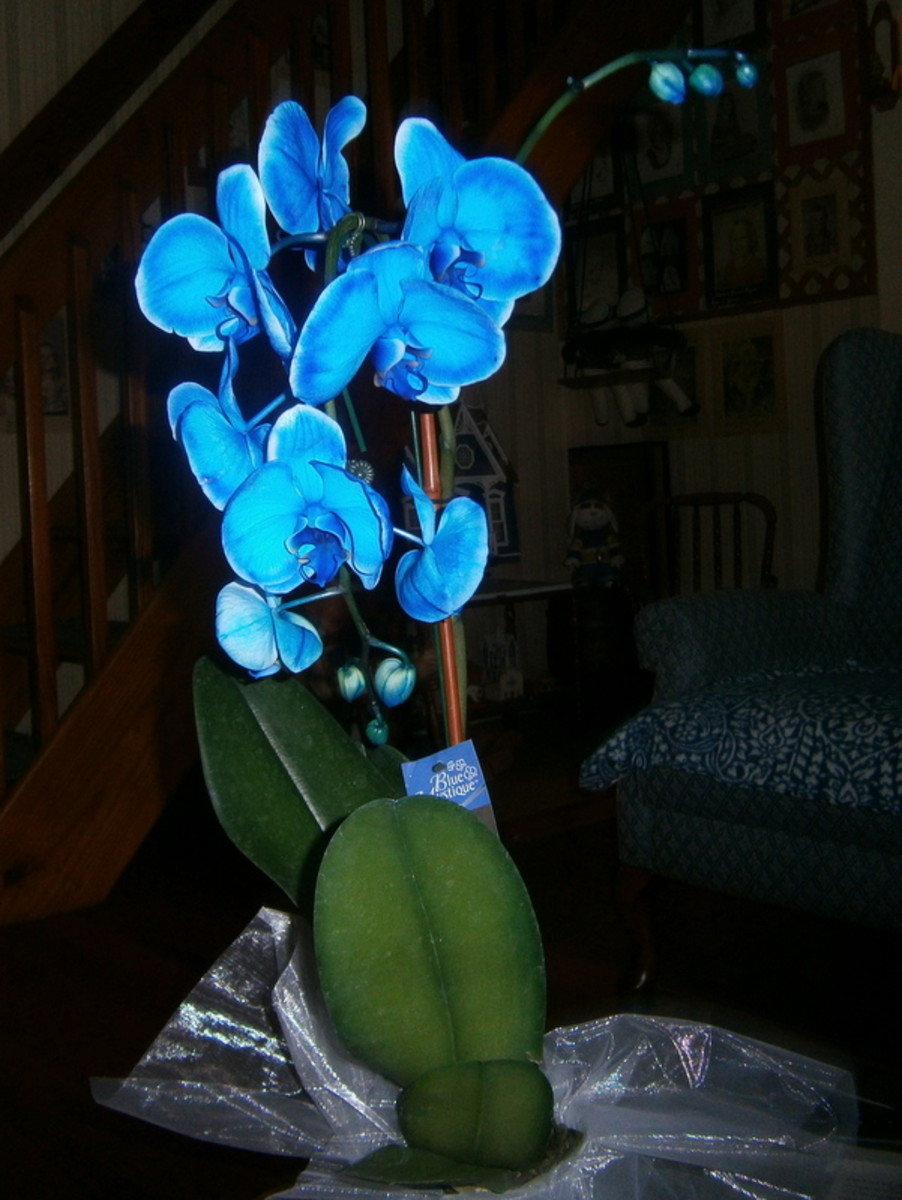 Blue Orchid Wallpapers