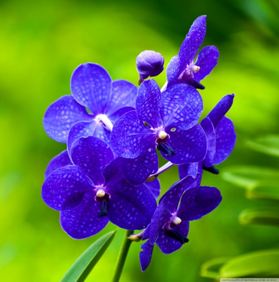 Blue Orchid Wallpapers