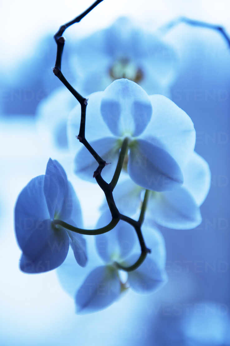 Blue Orchid Wallpapers