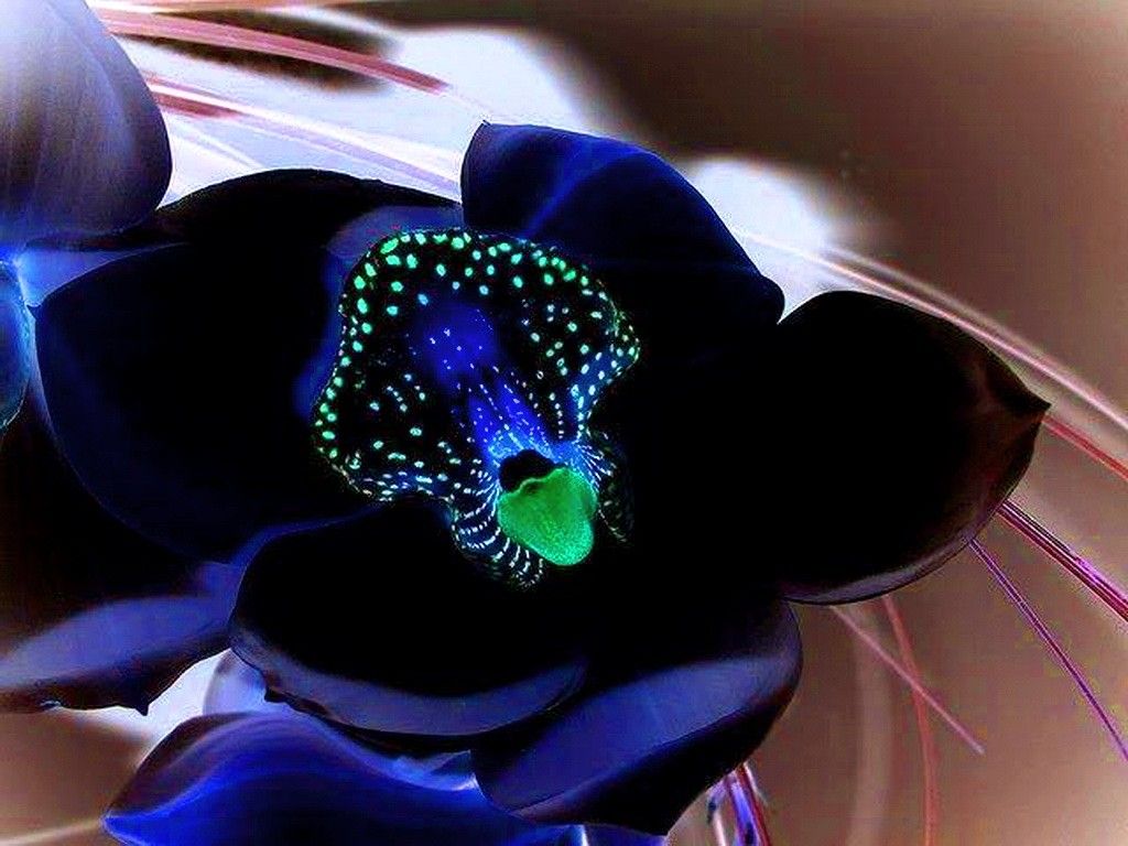 Blue Orchid Wallpapers