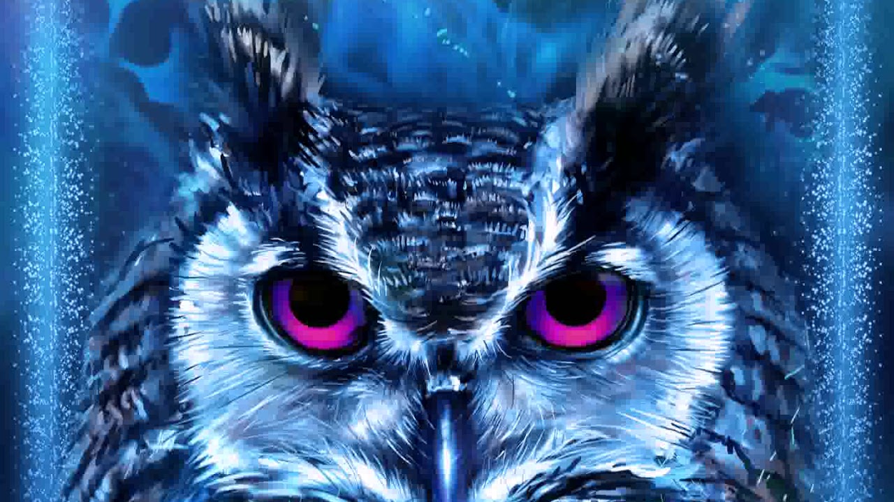 Blue Owl Wallpapers