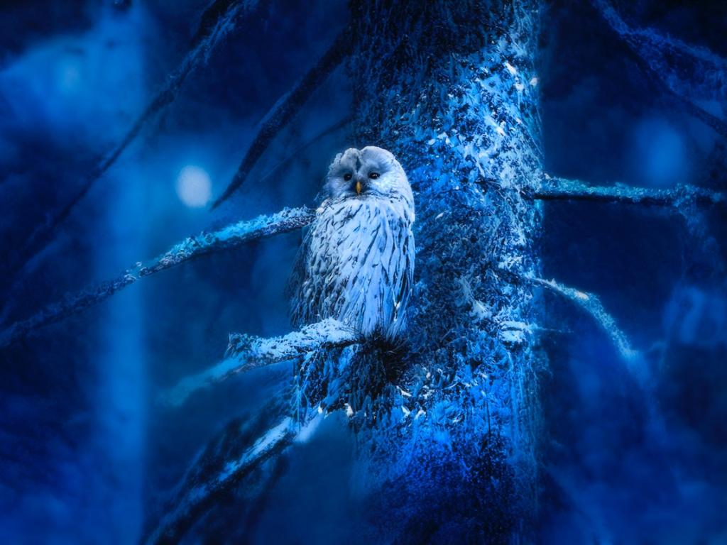Blue Owl Wallpapers