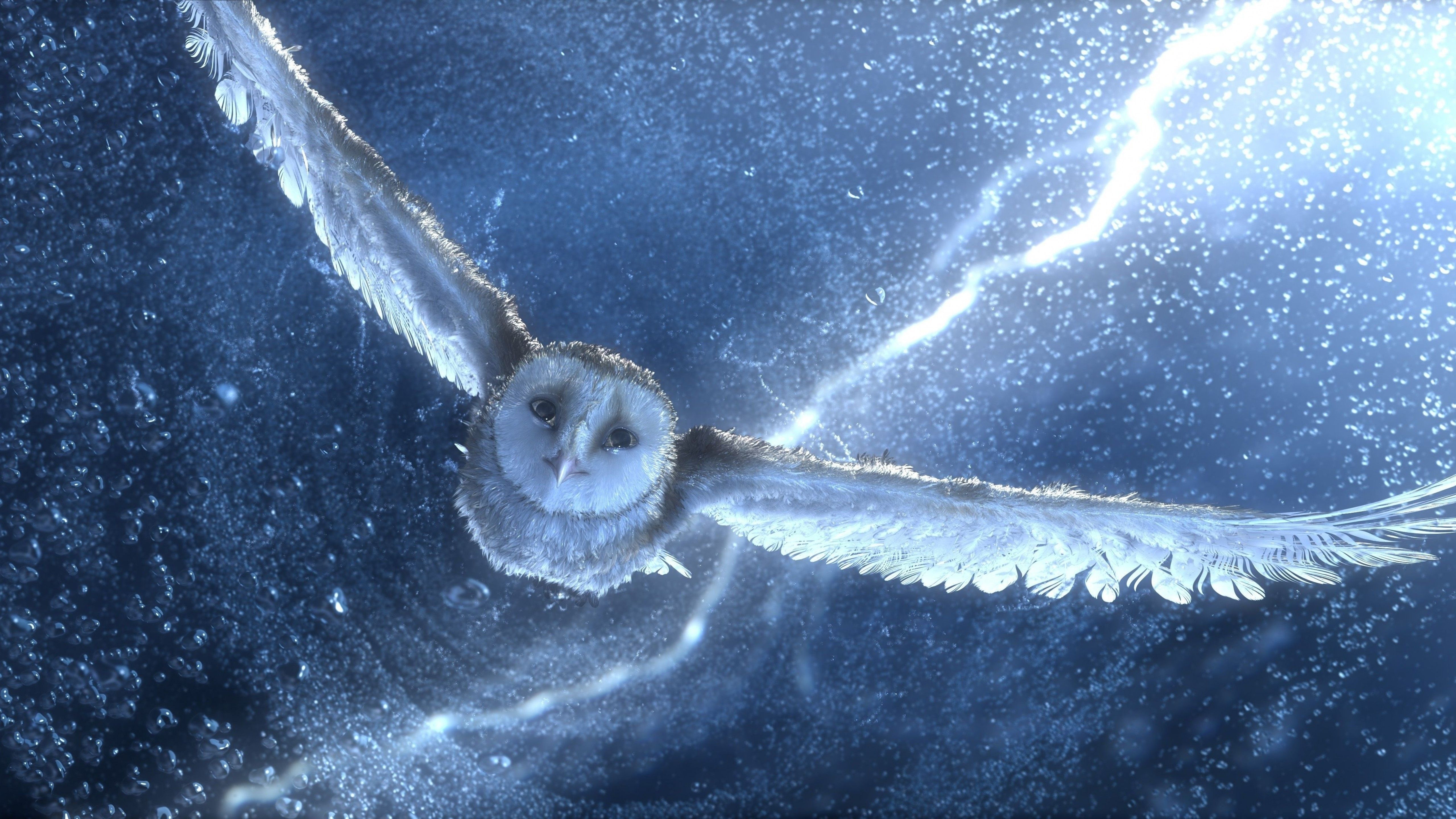 Blue Owl Wallpapers